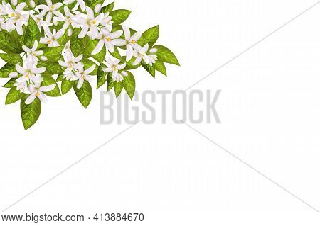 Realistic Orange Flowering Branch, Leaves, Neroli Flowers And Bud. Perfumery And Medical Plant.