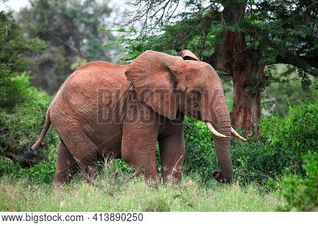 African Bush Elephant (loxodonta Africana) Staying In A Green Forest