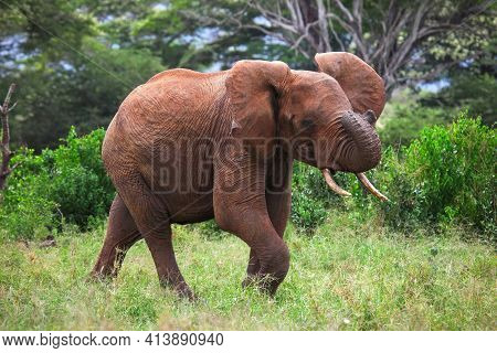 African Bush Elephant (loxodonta Africana) Running Through The Green Bush