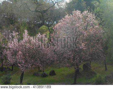 Trees With Pink Spring Blossoms In Front Of Green Grassy Hills In Almaden Valley