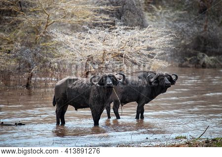 Two African Buffaloes (syncerus Caffer) Or Cape Buffaloes Staying In A Dirty Water