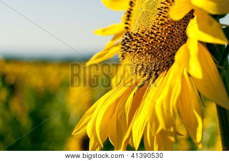 Close Up di girasole