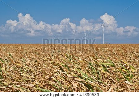 Campo di mais