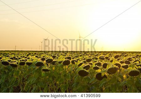 Campo con girasole