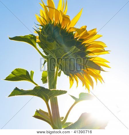 Girasole