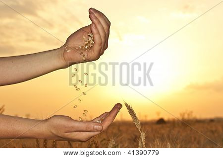 Grano nelle mani sul tramonto
