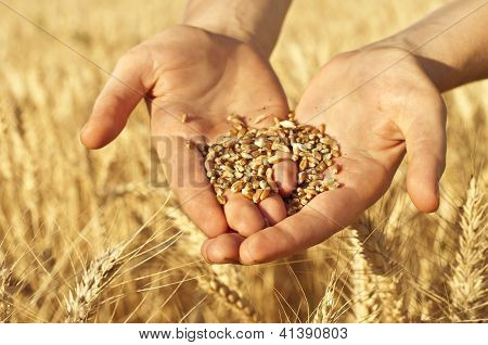 Semi di grano nelle mani
