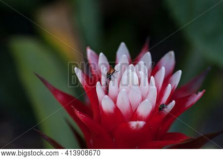Red And White Bromeliad Flower With A Convergent Lady Beetle Also Called The Ladybug Hippodamia Conv