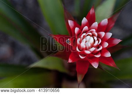 Red And White Bromeliad Flower With A Convergent Lady Beetle Also Called The Ladybug Hippodamia Conv