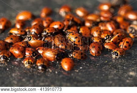 Hibernating Cluster Of Convergent Lady Beetle Also Called The Ladybug Hippodamia Convergens