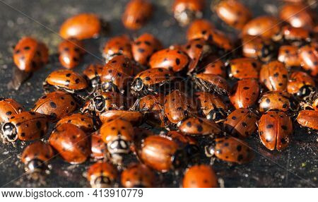 Hibernating Cluster Of Convergent Lady Beetle Also Called The Ladybug Hippodamia Convergens