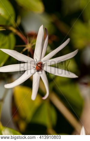 White Night Jasmine Flower With A Convergent Lady Beetle Also Called The Ladybug Hippodamia Converge