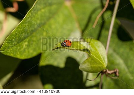 Spotted Convergent Lady Beetle Also Called The Ladybug Hippodamia Convergens