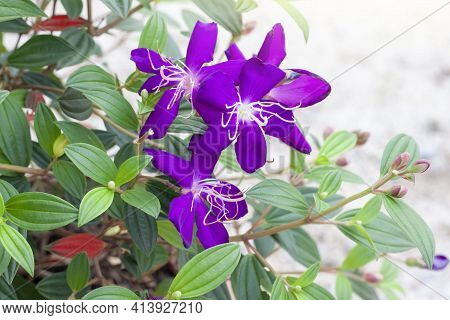 Purple Flower Of Malabar Gooseberry, Malabar Melastome Or Indian Rhododendron Bloom With Sunlight In