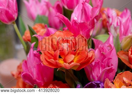 Orange Tulip Cultivar With Many Petals Macro Photography On A Pink Background Of Other Tulips. For C
