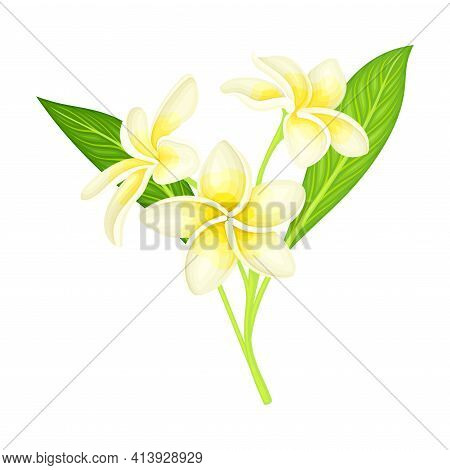 Plumeria Or Frangipani Flower With White Oval Petals And Lanceolate Leaf Growing On Green Stem Vecto