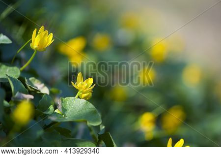 Yellow Meadow Flower Ficaria Verna With Green Leaves. Fresh Spring Wildflower, Close-up. Beautiful B