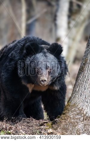 Asiatic Black Bear (ursus Thibetanus) In Spring Forest