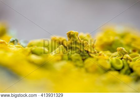 Macro Shot Of Yellow Lichen Xanthoria Parietina On Tree. Texture Surface Level Biology