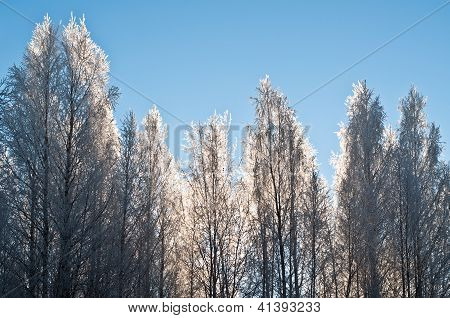 Alberi congelati