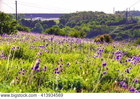 Salvia Or Sage Flowers. Summer Meadow Background.