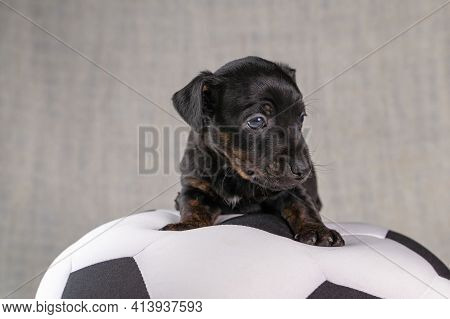 Jack Russell Terrier Puppy Lies On A Soft White With Black Toy Ball, 5 Weeks Old Brindle Dog. In Fro