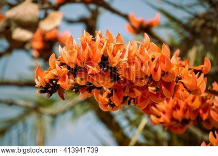 Closeup Of Butea Monosperma Or  Bastard Teak Or Palash Flowers Hanging From Its Tree Branch With Sel