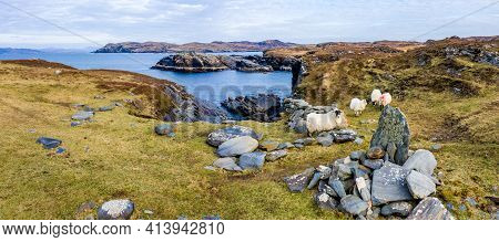 Sheep At The Coastline At Dawros In County Donegal - Ireland