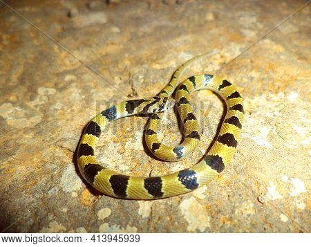 Closeup Of Common Kukri Snake, Oligodon Arnensis, Satara, Maharashtra, India