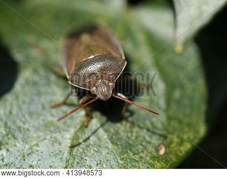 Macro Of Adult Common Green Shieldbug In Winter Colour