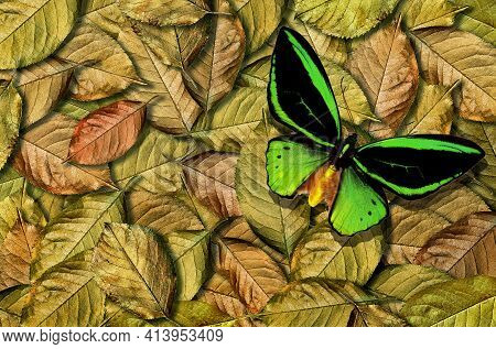 Colorful Tropical Background. Golden Leaves Texture Background. Bright Birdwing Butterfly On Fallen 
