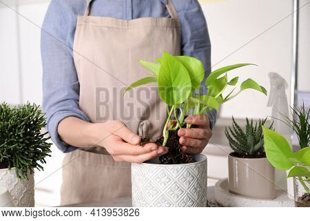Woman Transplanting Scindapsus Into Pot At Table Indoors, Closeup. House Plant Care