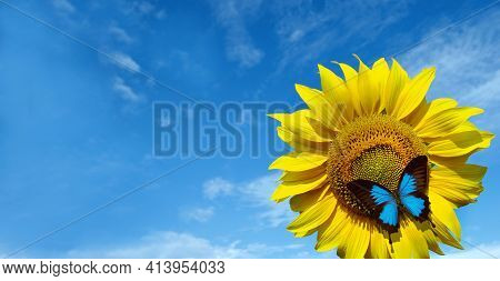 Blooming Sunflower On A Background Of Blue Sky. Beautiful Blue Butterfly On A Flower. Butterfly Ulys
