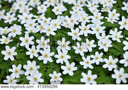 Close Up Background Of Early Spring White Caltha Flowers Over Green Leaves, High Angle View, Selecti