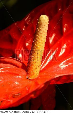 Close Up One Red Tropical Anthurium Flower With Spadix And Spathe, Epiphyte Of Araceae Family Also K