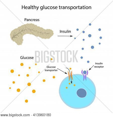 Healthy Glucose Transportation. Pancreas, Insulin Receptor, Glucose Transporter, Cell.