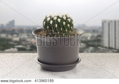 Closeup Echinofossulo Cactus Pot On The Balcony