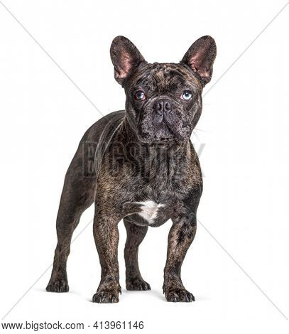 Brindle French bulldog blue eyed, odd-eyed, standing, isolated on white