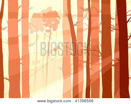 Horizontální ilustrace Pinewood lesa s paprsky slunce.