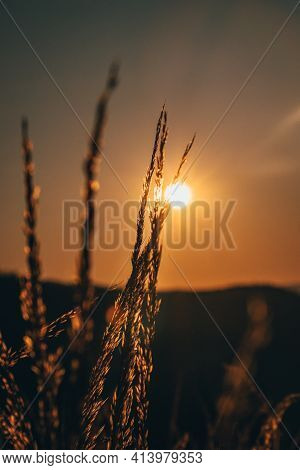Piece Of Grain Stalks And The Sun In The Final Stages Of Its Action In The Sky. A Stalk Of Delicacy.