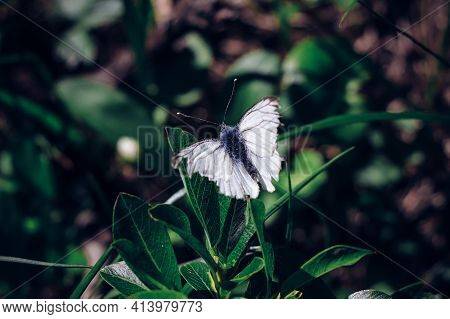 Very Endangered Species Of Butterfly Pieris Rapae On A Green Background, Resting After A Demanding T