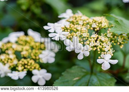 Close Up Of Viburnum Opulus Or Guelder-rose Or Guelder Rose Flowers