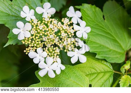 Close Up Of Viburnum Opulus Or Guelder-rose Or Guelder Rose Flowers