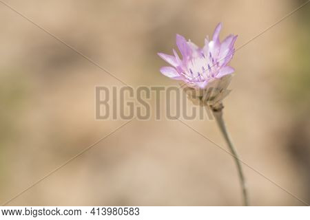 Close Up Of Xeranthemum Annuum In Summer Sunlights