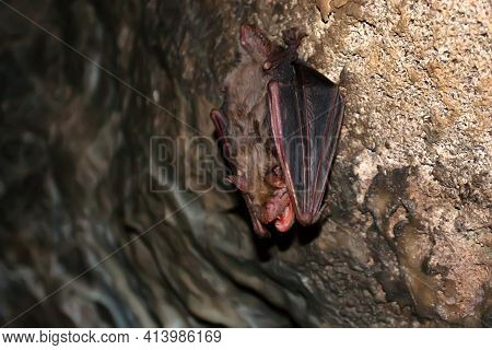 Close Up Of Lesser Mouse-eared Bat Or Myotis Blythii