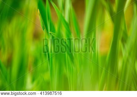 Green Grass In Meadow Pasture With Blur Effect. Macro Nature Texture Abstract Background. Ecological