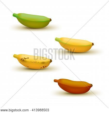 Realistic Baby Banana Ripeness Chart Vector Illustration. Set Of 4 Different Color Bananas, Green Un