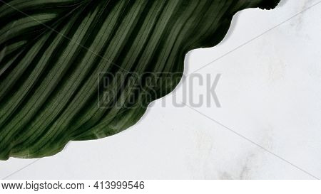 Calathea Orbifolia Leaf On Texture Background High Quality