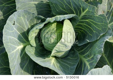 Green Cabbage