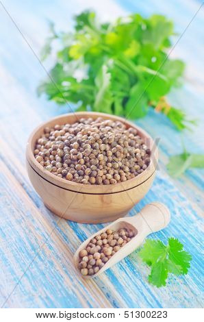 coriander